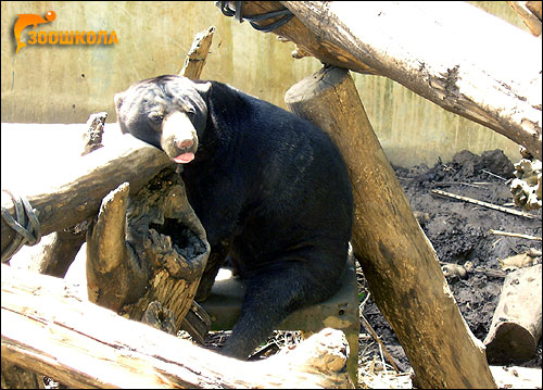 Малайский медведь, бируанг (Helarctos malayanus). Фото, фотография картинка хищные звери