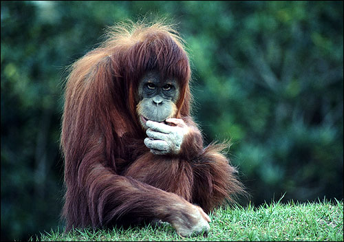 Молодой орангутан. Фото, фотография картинка приматы