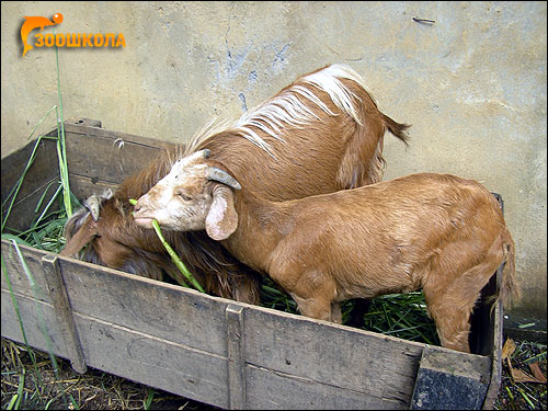 Домашние козы. Фото, фотография картинка парнокопытные животные