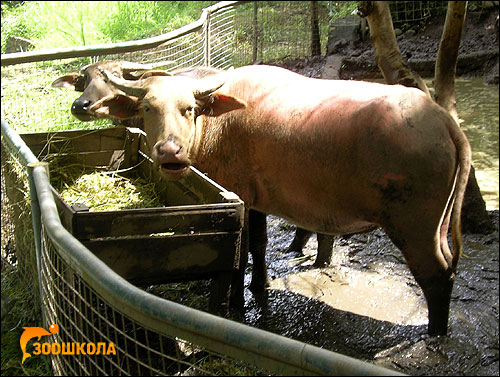 Розовые быки. Фото, фотография картинка парнокопытные животные