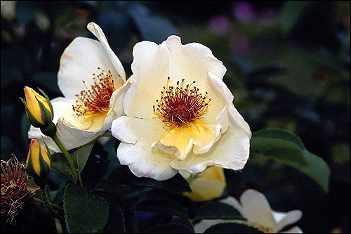 Белый чайные розы. Фото, фотография цветы