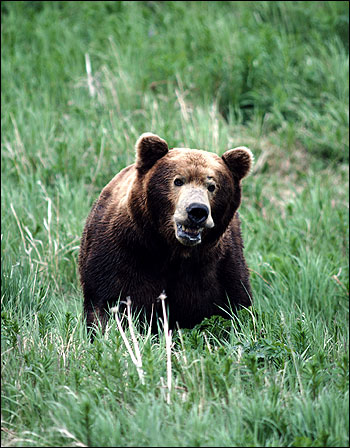 Бурый медведь (Ursus arctos). Фото, фотография картинка дикие звери