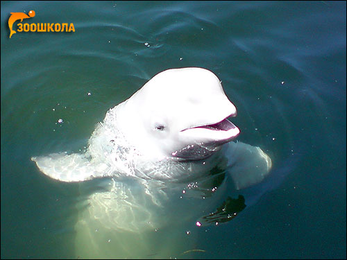 Белуха, белый кит (Delphinapterus leucas). Фото, фотография картинка
