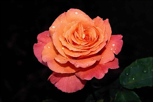 Светло красная роза на черном фоне. Фото, фотография цветы