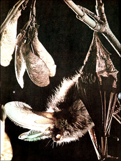 Европейский бурый ушан ( Plecotus auritus). Фото, фотография картинка животные