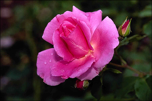 Ярко розовая роза. Фото, фотография цветы