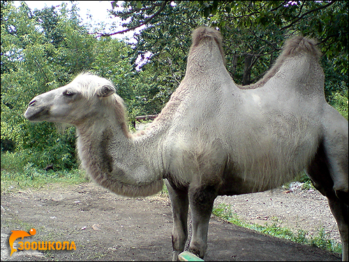 Двугорбый верблюд (Camelus bactrianus). Фото, фотография картинка животные