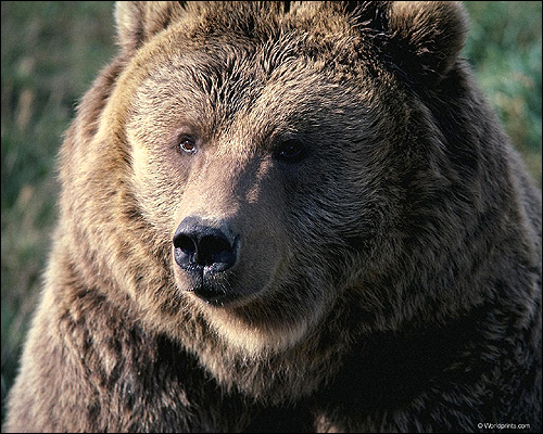 Бурый медведь. Фото, фотография картинка хищные звери