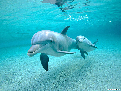 Бутылконосый дельфин, афалина (Tursiops truncatus). Фото, фотография картинка киты