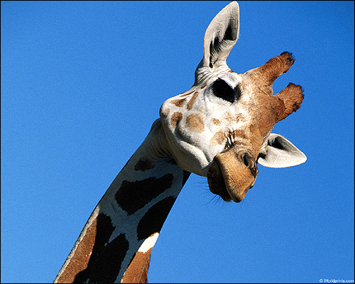  (Giraffa camelopardalis). ,    