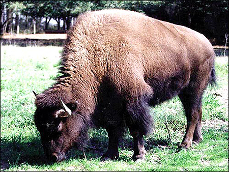   (Bison bison). ,    