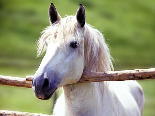 Белая лошадь. Фото, фотография картинка непарнокопытные животные