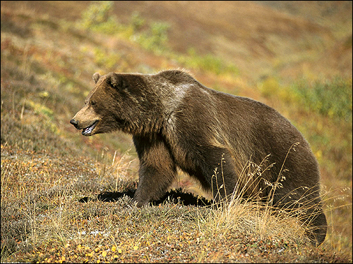 Бурый медведь (Ursus arctos). Фото, фотография картинка хищные звери