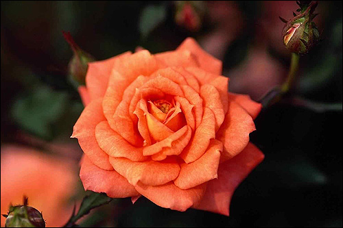 Оранжевая роза. Фото, фотография цветы