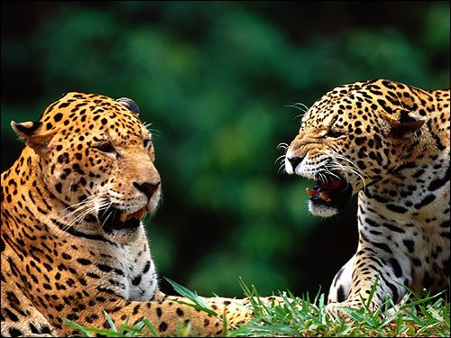 Ягуары (Panthera onca). Фото, фотография картинка хищные звери