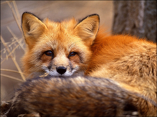 Рыжая лисица (Vulpes vulpes). Фото, фотография картинка хищные звери
