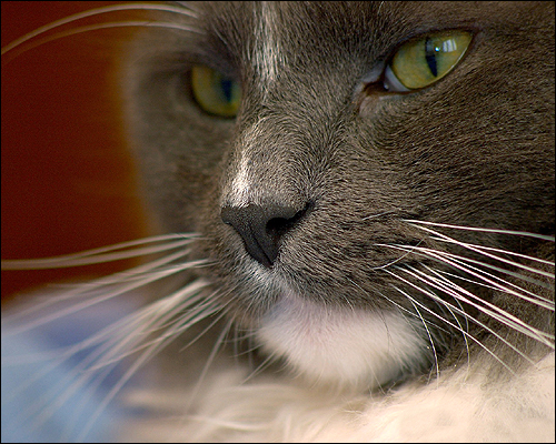 Домашняя кошка (Felis catus). Фото, фотография картинка животные