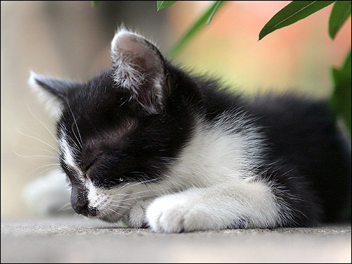 Спящая кошка. Фото, фотография картинка животные