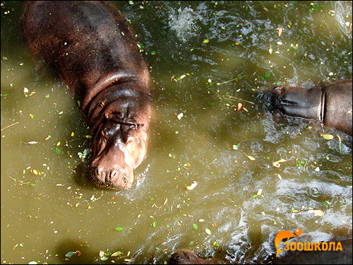 Бегемот обыкновенный, или гиппопотам (Hippopotamus amphibius). Фото, фотография картинка животные
