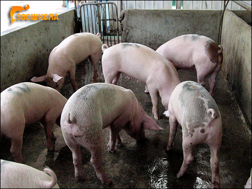 Домашние свиньи. Фото, фотография картинка животные