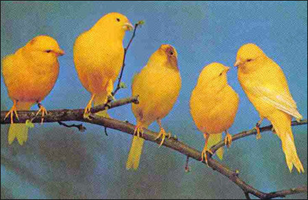 Канарейки, Фото фотография картинка птицы