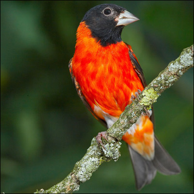 Цветная канарейка, Фото фотография картинка птицы