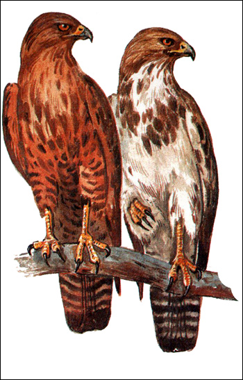 Канюк (Buteo buteo), Рисунок картинка хищные птицы