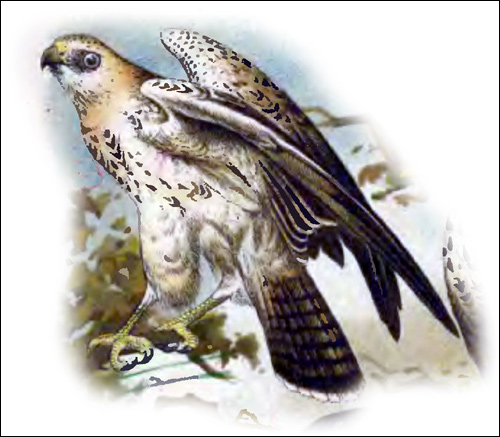 Канюк (Buteo buteo) светлая разновидность, Рисунок картинка хищные птицы