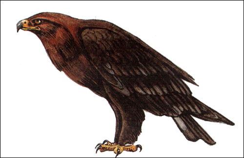 Большой подорлик (Aquila clanga), Рисунок картинка хищные птицы