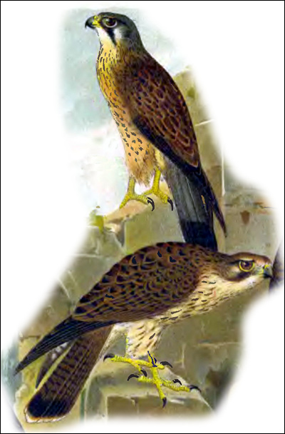  (Falco tinnunculus),    