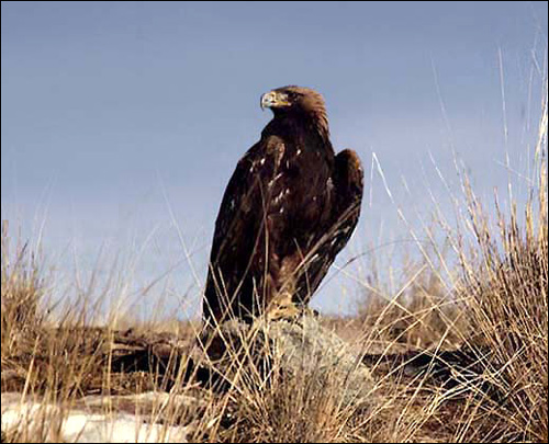 Орел-беркут (Aquila chrysaetos), Фото фотография, хищные птицы