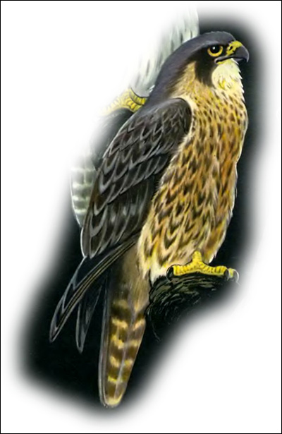   (Falco peregrinus),    