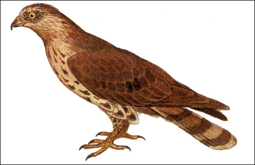 Осоед (Pernis apivorus), Рисунок картинка хищные птиы 