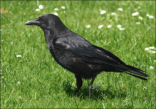  (Corvus corone),    