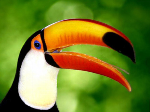 Тукан, Фото фотография картинка птицы