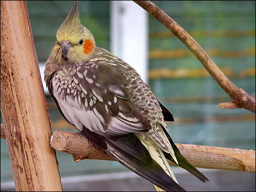 Корелла, нимфа (Nymphicus hollandicus), Фото фотография картинка птицы попугаи