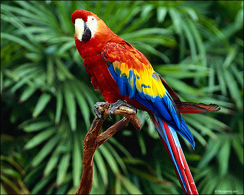 Красный ара, араканга, ара макао, ара Скарлета (Ara macao), Фото фотография картинка птицы попугаи