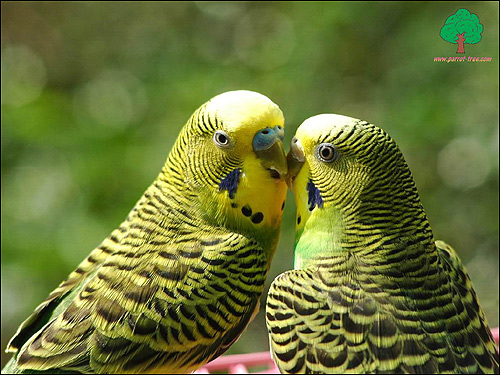 Волнистые попугайчики (Melopsittacus undulatus), Фото фотография птицы картинка