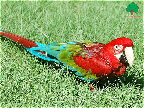 Зеленокрылый ара (Ara chloroptera), Фото фотография птицы попугаи картинка