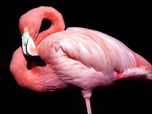 Розовый фламинго (Phoenicopterus roseus), Фото фотография картинка птицы