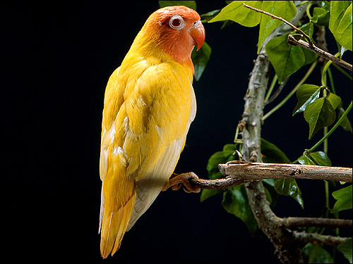 Неразлучник (Agapornis), Фото фотография птицы попугаи картинка