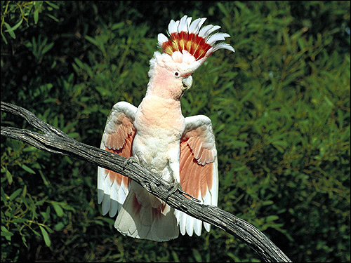 Молуккский какаду (Cacatua moluccensis), Фото фотография картинка птицы попугаи