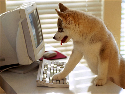 Щенок маламута за клавиатурой компьютера, Фото фотография смешная картинка собаки