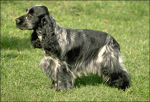 Английский кокер-спаниель, Фото фотография породы собак картинка