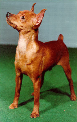 Миниатюрный пинчер, Фото фотография породы собак