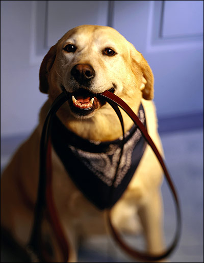 Лабрадор держит в зубах поводок, Фото фотография собаки картинка
