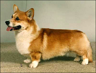 Вельш-корги-пемброк, Фото фотография породы собак