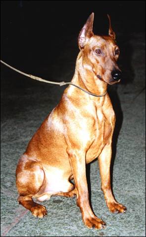 Немецкий пинчер, Фото фотография породы собак картинка