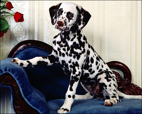 Далматин, далматинец, Фото фотография породы собак картинка