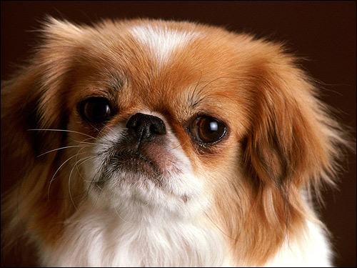Японский хин, Фото фотография породы собак картинка